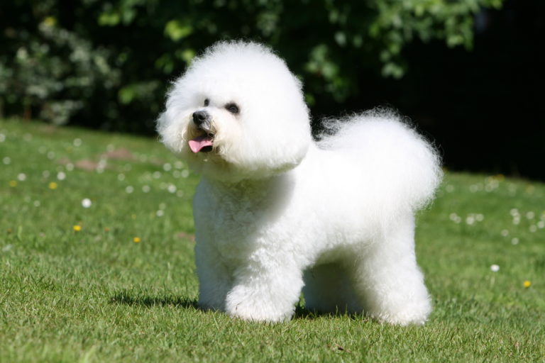 bichon frisé hund