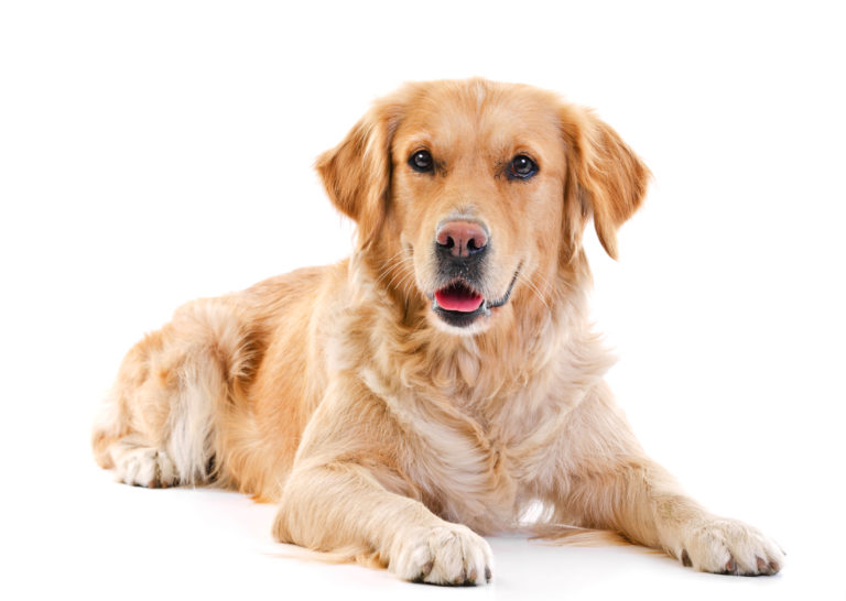 Golden retriever crème