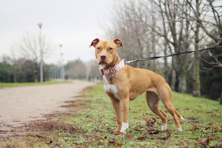 Americký pitbulteriér na procházce