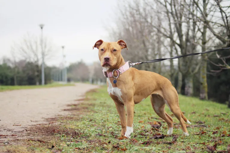 Americký pitbulteriér na procházce