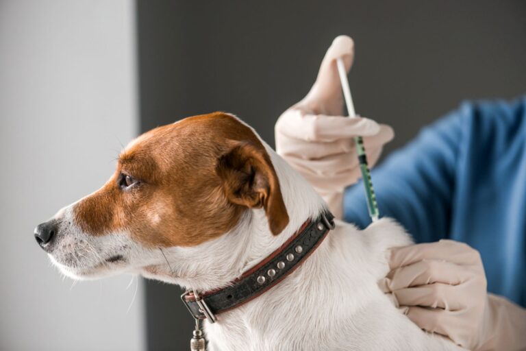 Hund wird beim Tierarzt geimpft