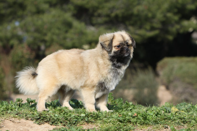 tibet spaniel