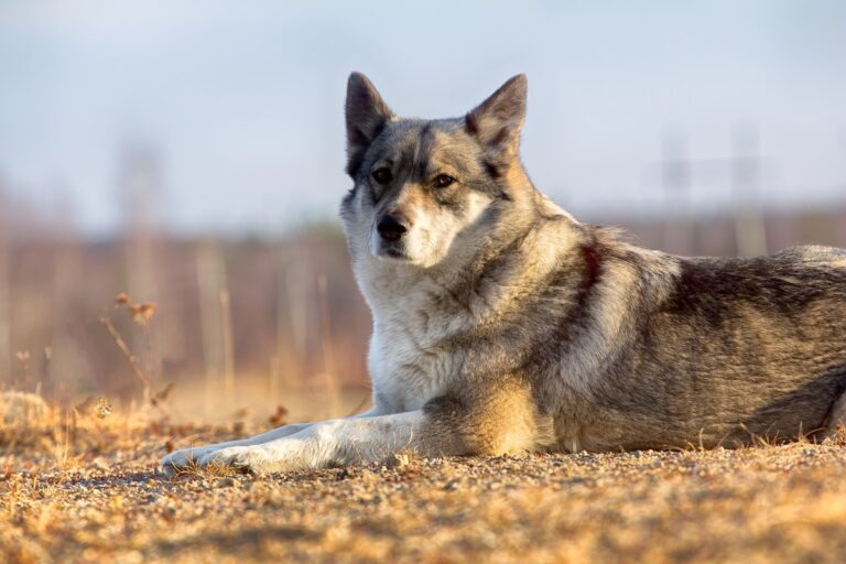 ein Ostsibirischer Laika liegt auf dem Boden
