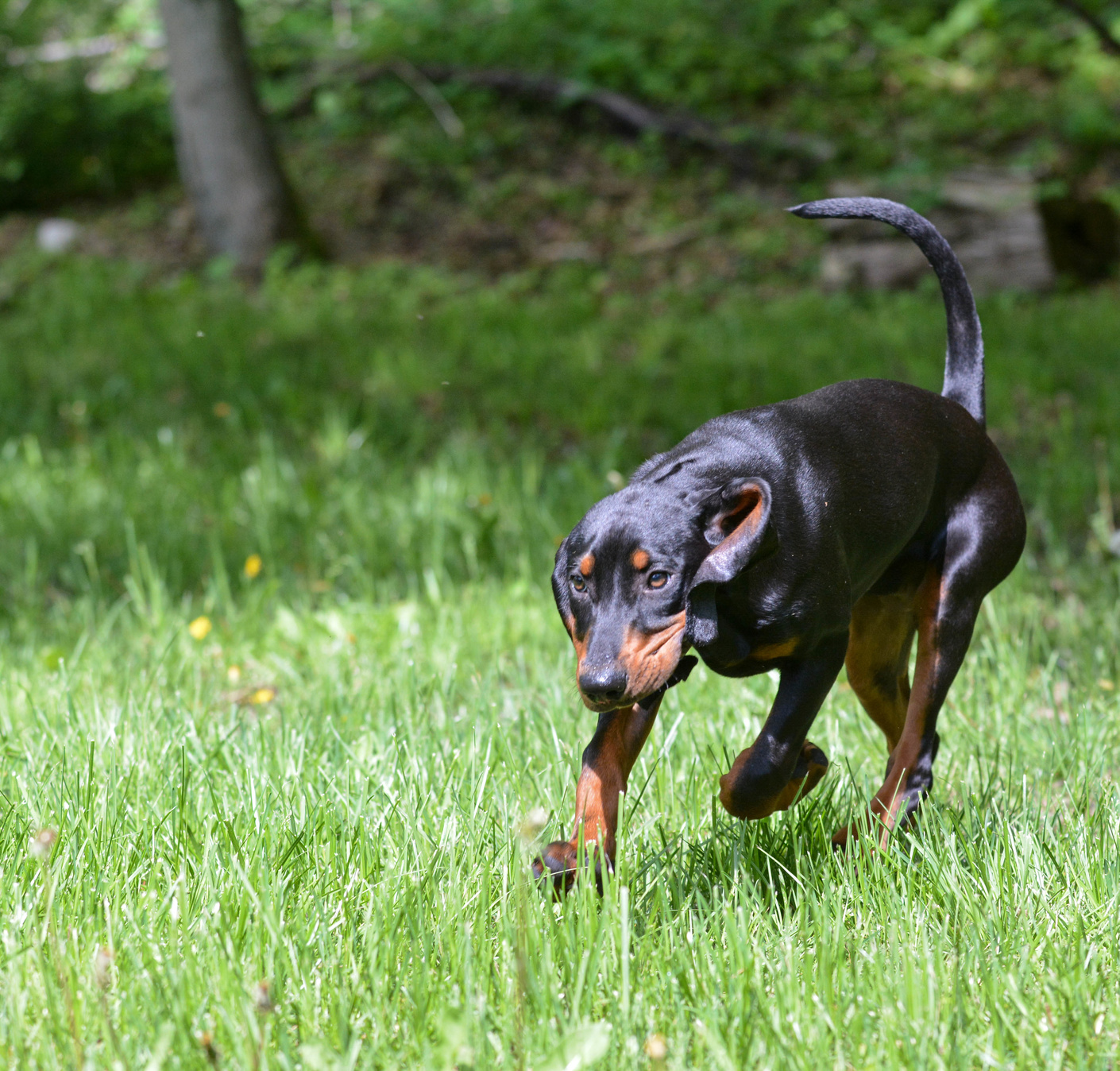Black and Tan Coonhound läuft