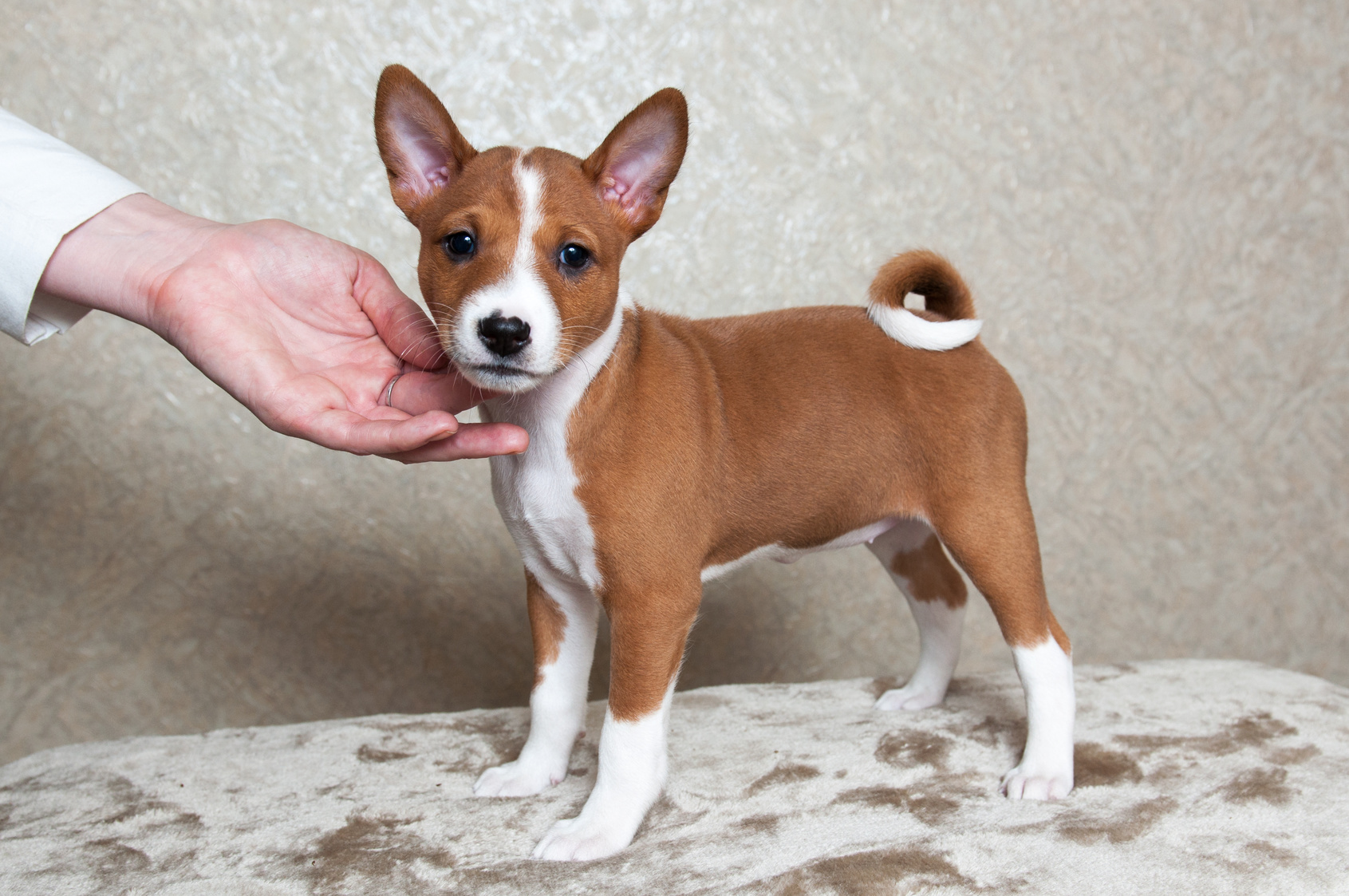 basenji welpe