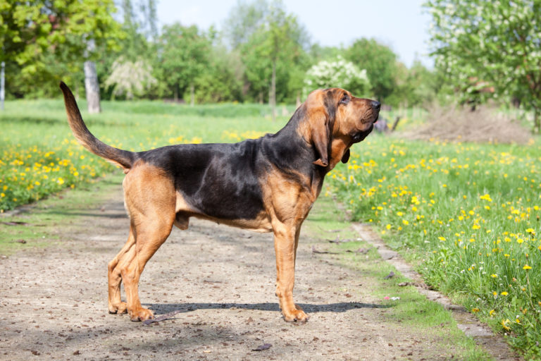Bloodhound (Bluthund)