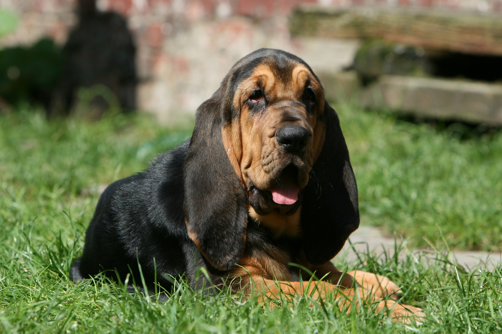 bloodhound im grass