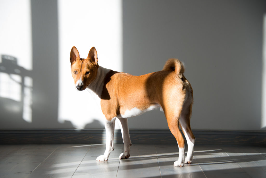 rehbraun basenji