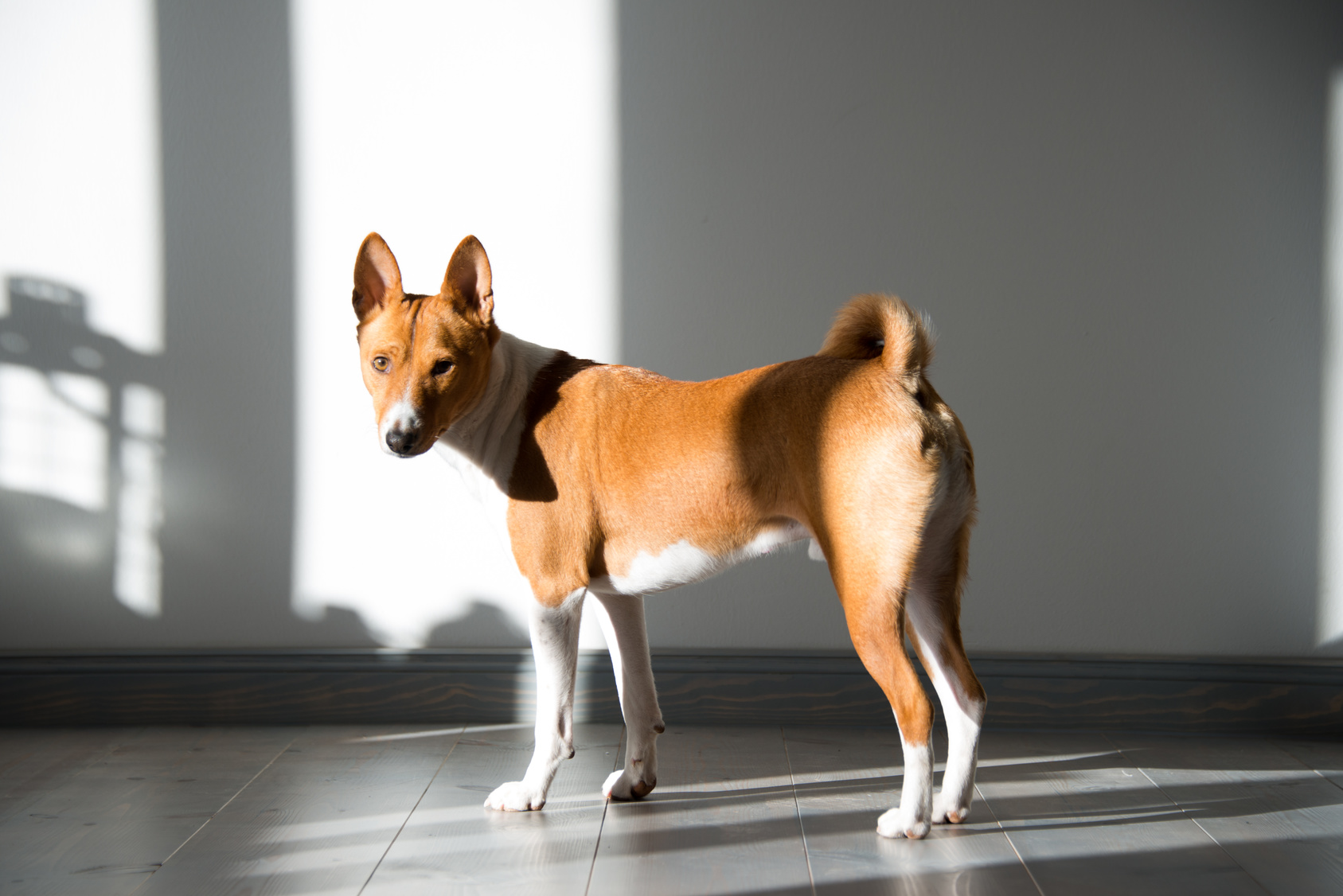 rehbraun basenji