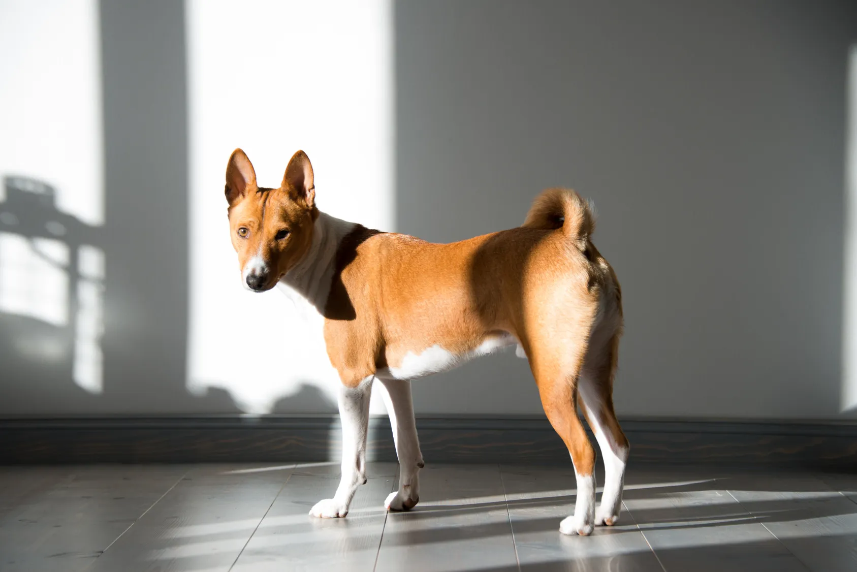 rehbraun basenji
