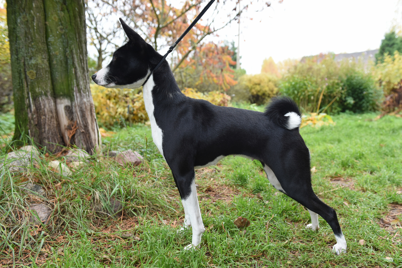 schwarz und weiß basenji
