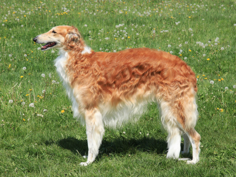 Ein Barsoi steht auf einer grünen Wiese