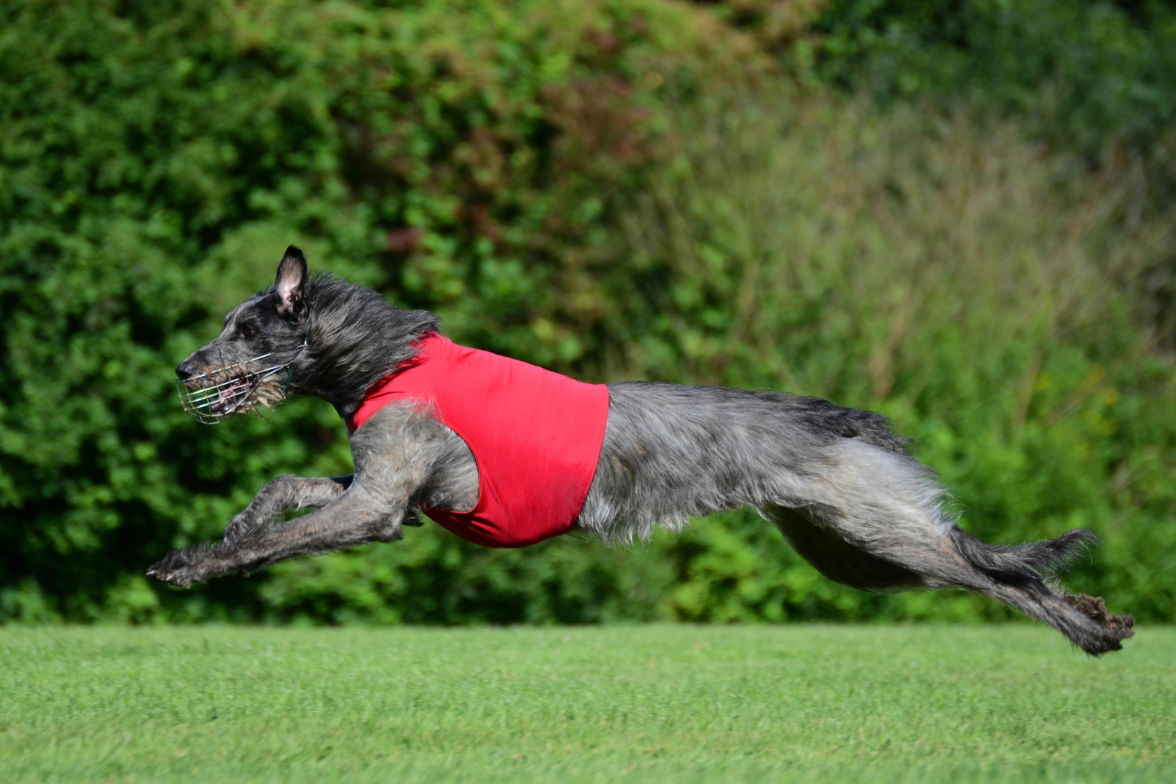 deerhound sport
