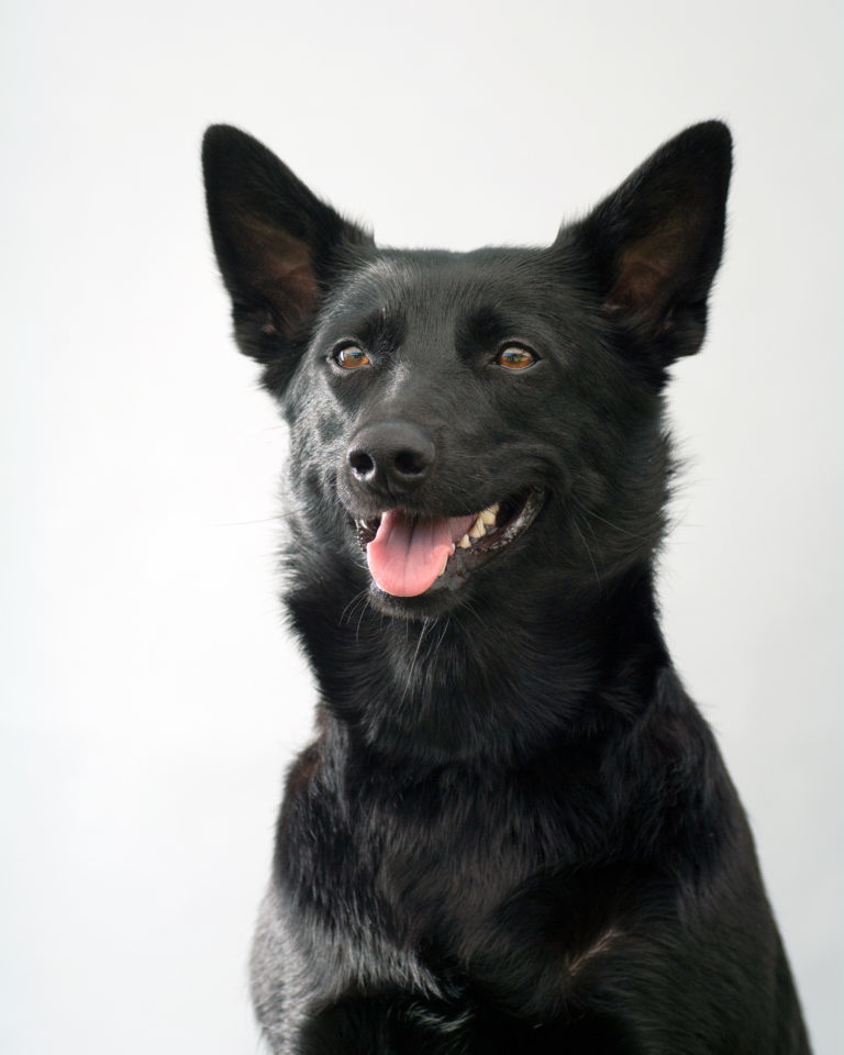 Černá australská kelpie