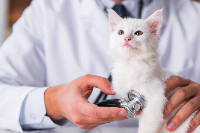 Bíla kočička u veterináře