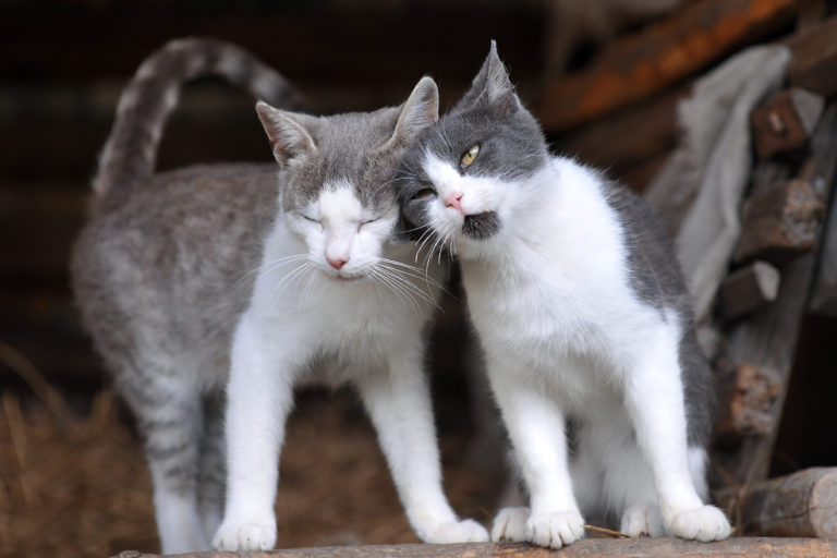 Dvě šedobílé kočky spolu
