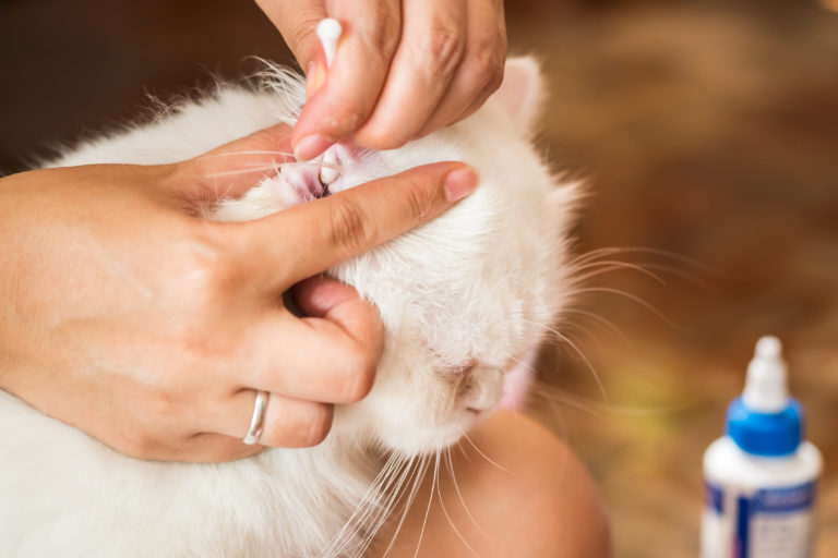 Kontrola ucha bílé kočky