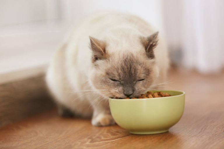 Kočka jí ze zelené misky