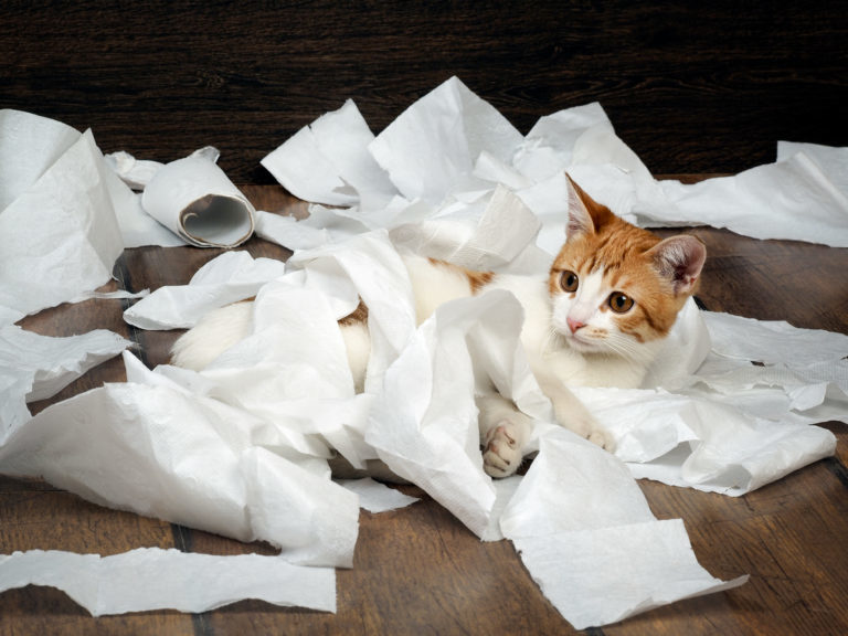 Kočka mezi toaletním papírem