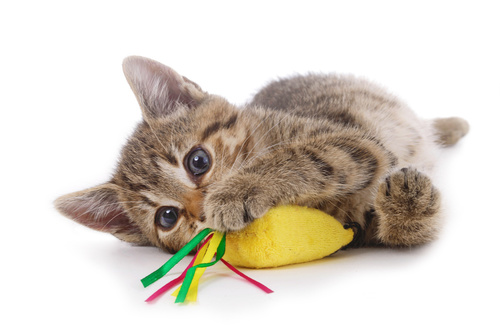 Koťátko tygřík se žlutou hračkou