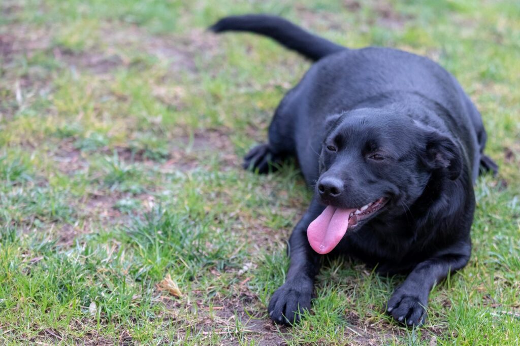 Labrador s nadváhou