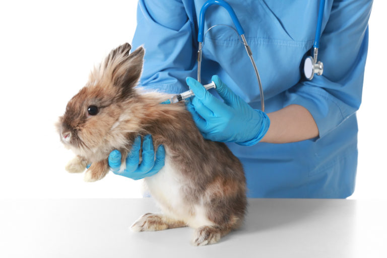 Malý králík na očkování