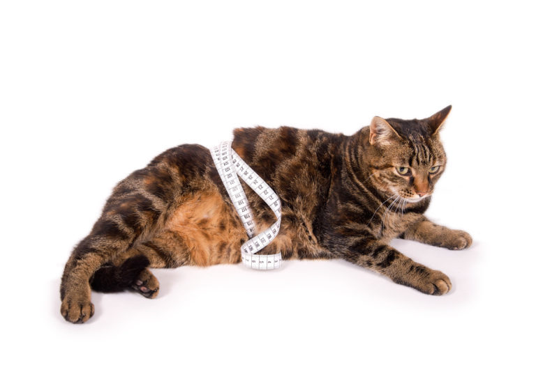 Obézní kočka s metrem okolo těla
