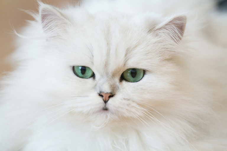 Perská bílá kočka