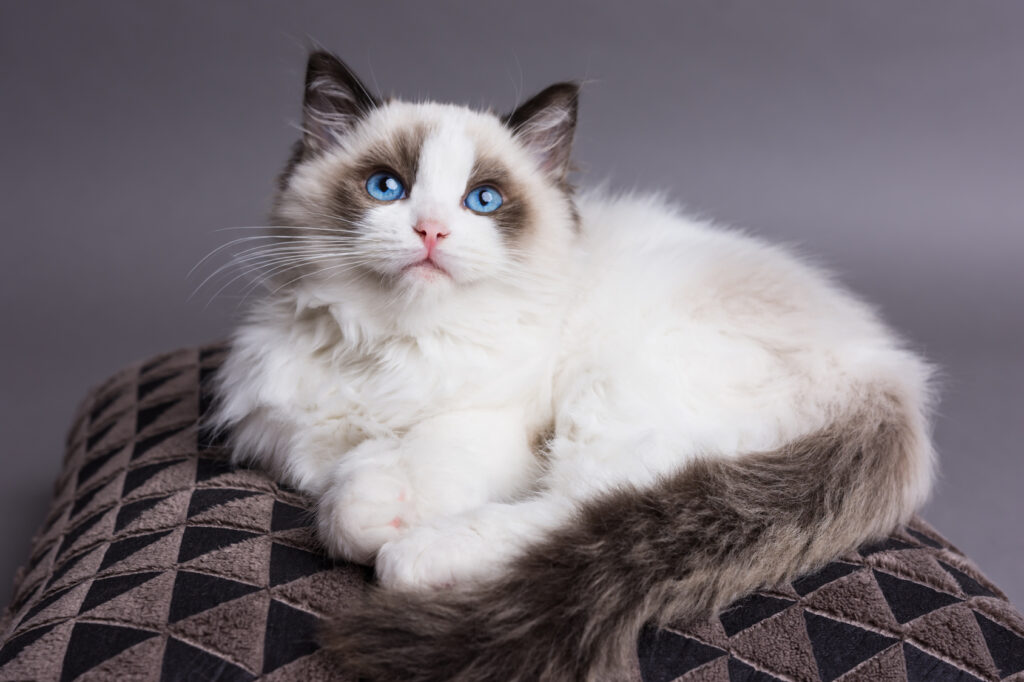 Ragdoll - modré oči