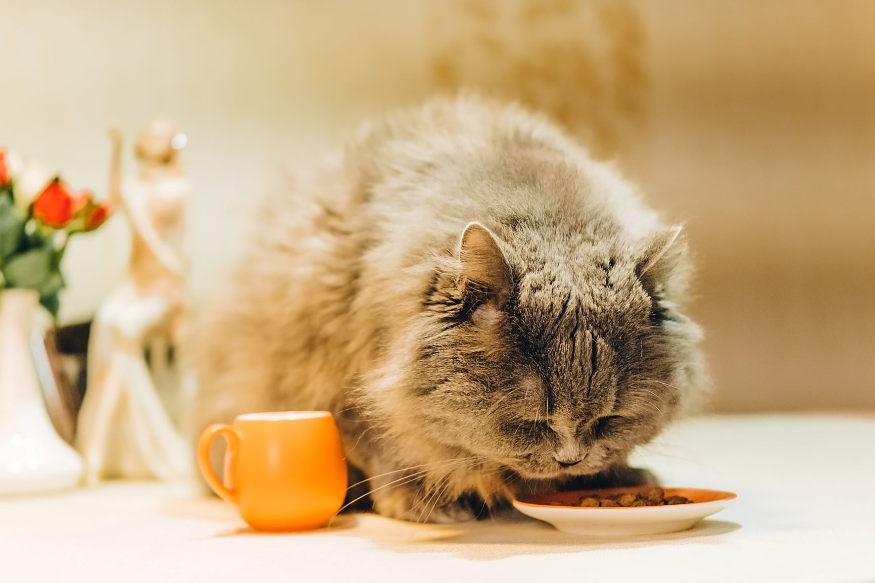Obézní kočka jí dietní krmivo