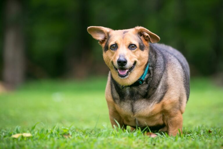 Welsh-Corgi s nadváhou