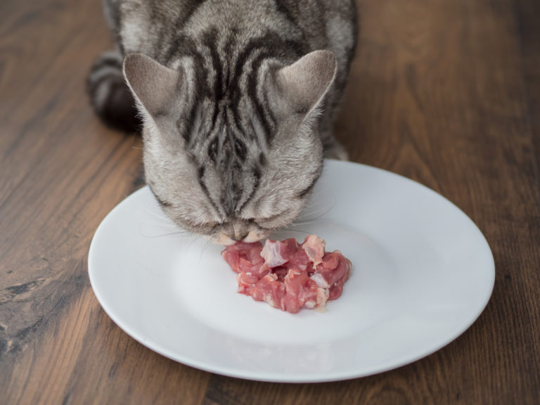 Whiskas kočka jí syrové maso z talířku