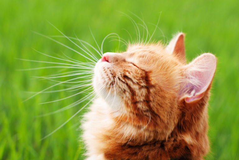 hlava spokojené kočky v pozadí tráva