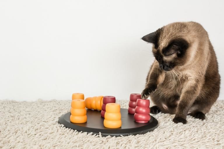 kočka s inteligentní hračkou