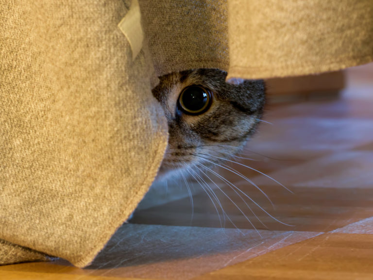 skrytá kočka