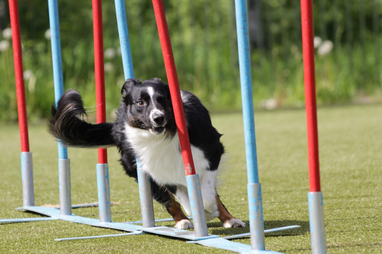 Border kolie při slalomu agility