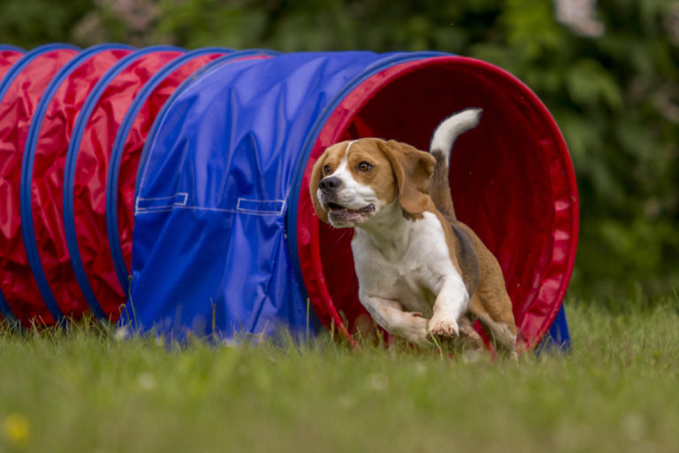 Bígl vybíhající z agility tunelu