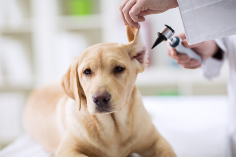 Kontrola sluchu labradora u veterináře