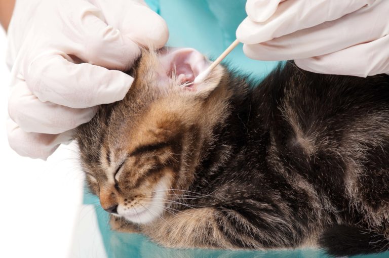 Čistění ucha koťátka vatovou tyčinkou Čistění ucha koťátka vatovou tyčinkou