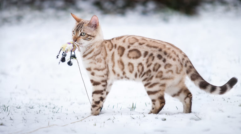 Bengálská kočka ve sněhu