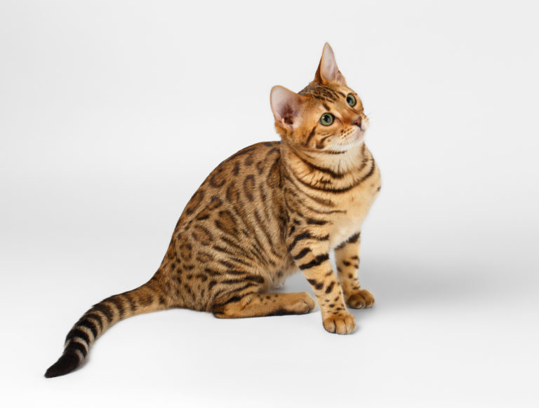 Bengálska kočka 🐱 - Plemena koček, jejich specifikace v magazínu zoohit