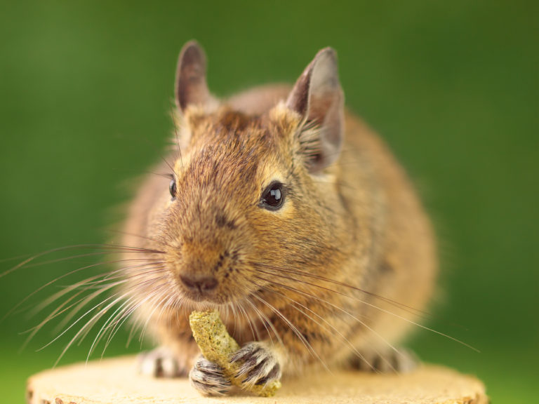 Krmení a osmák degu