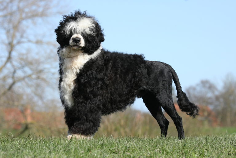 Portugiesischer Wasserhund im Gras