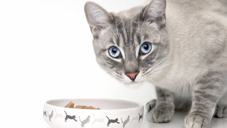 šedá kočka s modrýma očima u misky
