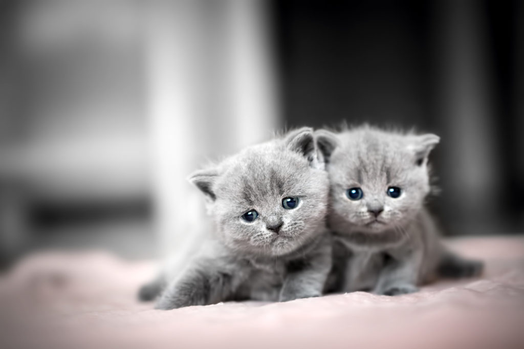 Britská krátkosrstá kočka – koťata