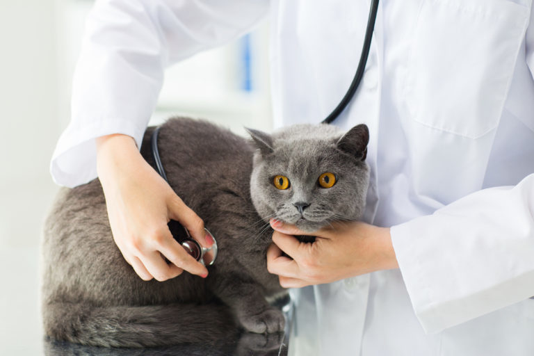 Britská modrá kočka u veterináře