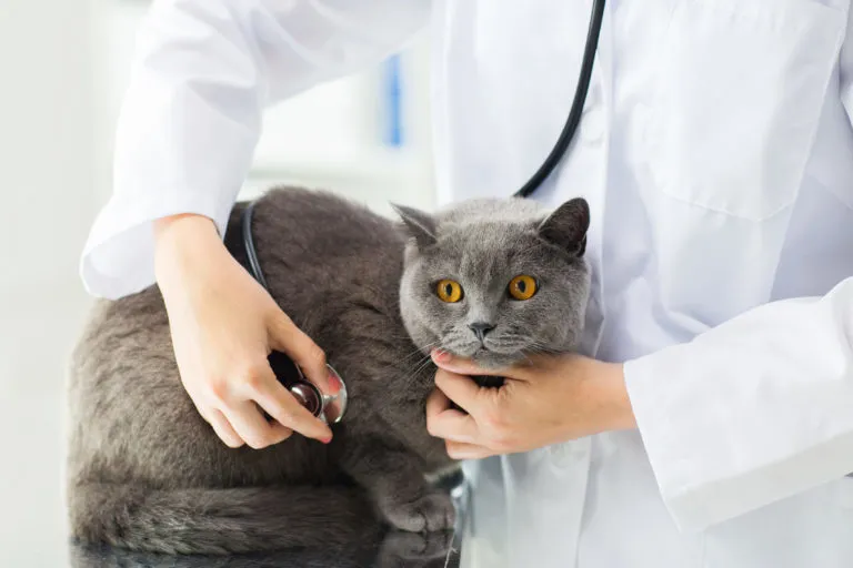 Britská modrá kočka u veterináře Britská modrá kočka u veterináře