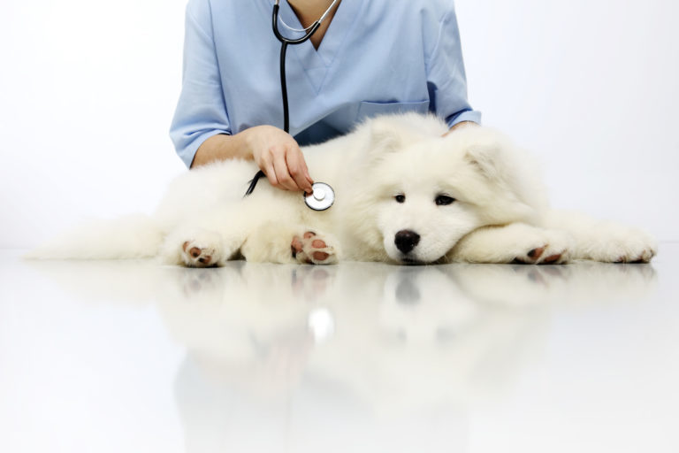 Bílý chlupatý pes u veterináře