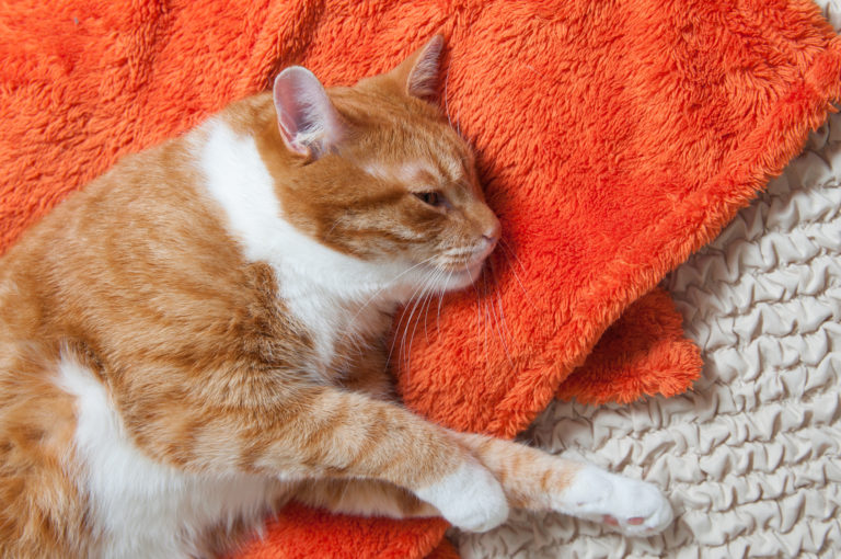 Kočka leží na oranžovém ručníku