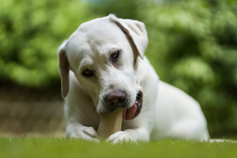 Labrador kouše žvýkací pamlsek